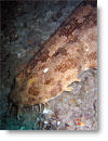 Eucrossorhinus dasypogon