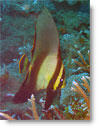 Pinnate Batfish (juv.), Donggala/Sulawesi