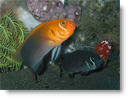 Pseudochromis steenei